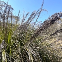 Gahnia sieberiana (Red-fruit Saw-sedge) at Rossi, NSW - 7 Aug 2024 by JaneR