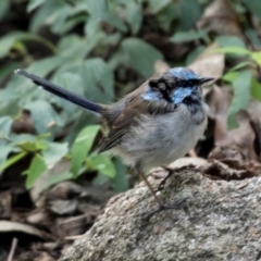 Malurus cyaneus (Superb Fairywren) at Cowra, NSW - 13 Apr 2023 by AlisonMilton