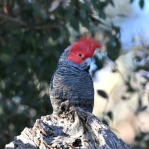 Callocephalon fimbriatum at Deakin, ACT - 9 Aug 2024