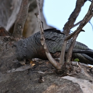 Callocephalon fimbriatum at Deakin, ACT - 9 Aug 2024