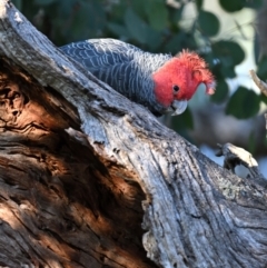 Callocephalon fimbriatum at Deakin, ACT - 9 Aug 2024