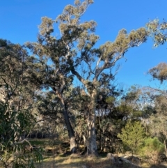 Callocephalon fimbriatum at Deakin, ACT - 9 Aug 2024