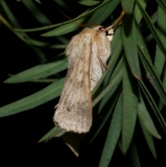 Heliothinae (subfamily) (Budworm) at Freshwater Creek, VIC - 4 Oct 2022 by WendyEM