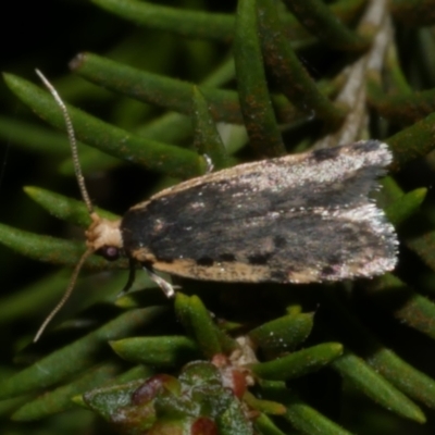 Hoplostega ochroma (a Eulechria Group moth) at Freshwater Creek, VIC - 11 Oct 2022 by WendyEM