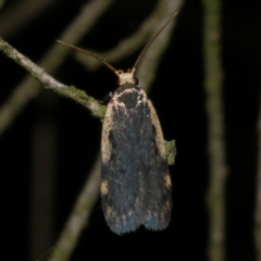 Hoplostega ochroma (a Eulechria Group moth) at Freshwater Creek, VIC - 11 Oct 2022 by WendyEM