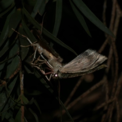 Aeolochroma metarhodata (Tea-tree Emerald (Geometrinae)) at Freshwater Creek, VIC - 11 Oct 2022 by WendyEM