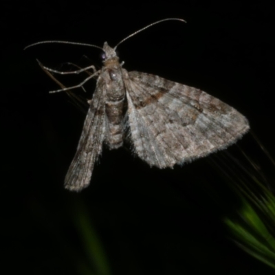 Phrissogonus laticostata (Apple looper moth) at Freshwater Creek, VIC - 15 Oct 2022 by WendyEM