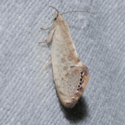 Eupselia melanostrepta (A Twig moth) at Freshwater Creek, VIC - 21 Oct 2022 by WendyEM