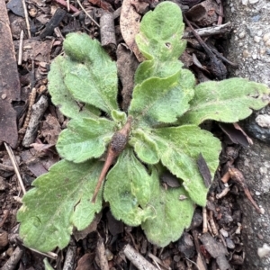 Erigeron sp. at Higgins, ACT - 17 Jul 2024 02:41 PM