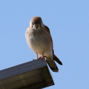 Falco cenchroides at Fyshwick, ACT - 9 Aug 2024