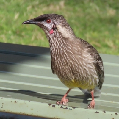 Anthochaera carunculata (Red Wattlebird) at Fyshwick, ACT - 9 Aug 2024 by RodDeb