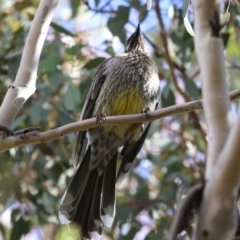 Anthochaera carunculata at Fyshwick, ACT - 9 Aug 2024