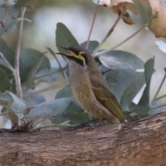 Caligavis chrysops (Yellow-faced Honeyeater) at Fyshwick, ACT - 9 Aug 2024 by RodDeb