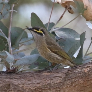 Caligavis chrysops at Fyshwick, ACT - 9 Aug 2024 01:05 PM