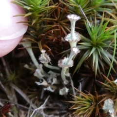 Cladonia verticillata (Ladder Lichen) at Bruce, ACT - 3 Aug 2024 by HarveyPerkins