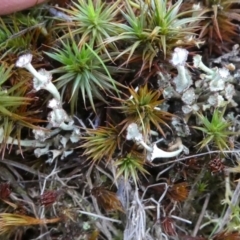 Cladonia verticillata at Bruce, ACT - 3 Aug 2024 02:19 PM