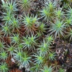 Polytrichaceae sp. (family) at Bruce, ACT - 3 Aug 2024 by HarveyPerkins