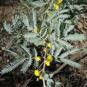 Acacia baileyana x Acacia dealbata at Yarralumla, ACT - 3 Aug 2024