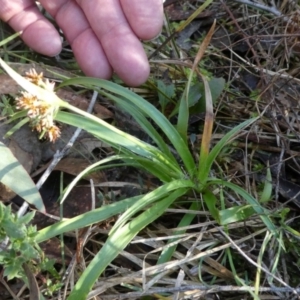 Luzula densiflora at Bruce, ACT - 3 Aug 2024 02:39 PM