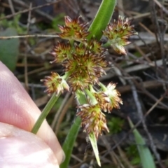 Luzula densiflora at Bruce, ACT - 3 Aug 2024 02:39 PM