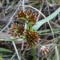 Luzula densiflora at Bruce, ACT - 3 Aug 2024 02:39 PM