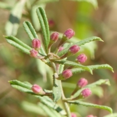 Unidentified Other Shrub at Thirlmere, NSW - 7 Aug 2024 by Curiosity