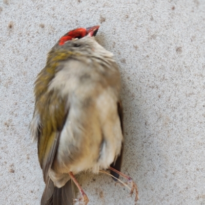 Neochmia temporalis (Red-browed Finch) at Surf Beach, NSW - 10 Aug 2024 by LyndalT