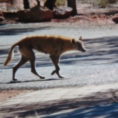 Canis lupus (Dingo / Wild Dog) at Petermann, NT - 22 May 2012 by Christine