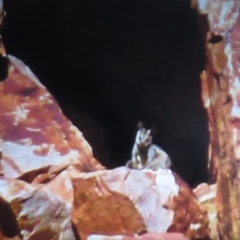 Petrogale lateralis (Black-Footed Rock-Wallaby, Warru) at Burt Plain, NT - 24 May 2012 by Christine