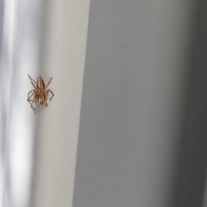 Oxyopes sp. (genus) at Lyons, ACT - 10 Aug 2024 11:08 AM