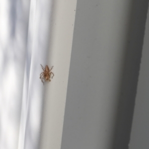 Oxyopes sp. (genus) at Lyons, ACT - 10 Aug 2024 11:08 AM