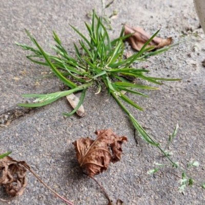 Poa annua (Winter Grass, Annual Poa) at Bungendore, NSW - 10 Aug 2024 by trevorpreston