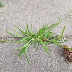 Poa annua at Bungendore, NSW - 10 Aug 2024 10:35 AM