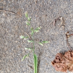 Poa annua at Bungendore, NSW - 10 Aug 2024 10:35 AM