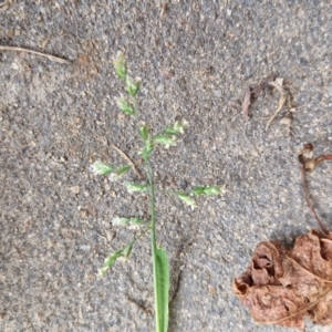 Poa annua at Bungendore, NSW - 10 Aug 2024 10:35 AM