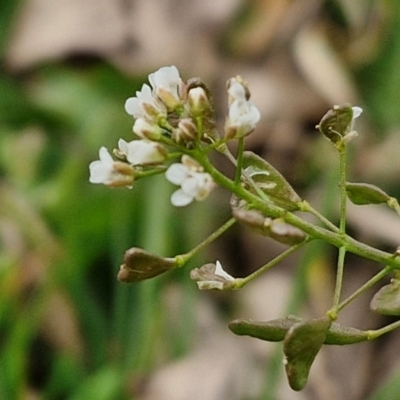 Capsella bursa-pastoris (Shepherd's Purse) at Bungendore, NSW - 10 Aug 2024 by trevorpreston