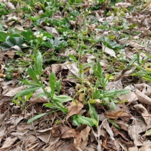 Capsella bursa-pastoris at Bungendore, NSW - 10 Aug 2024 10:32 AM