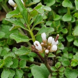 Cardamine hirsuta at Bungendore, NSW - 10 Aug 2024