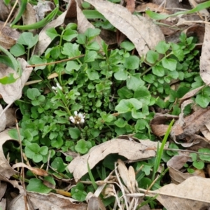 Cardamine hirsuta at Bungendore, NSW - 10 Aug 2024