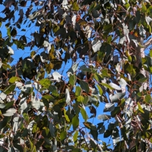 Pardalotus striatus at Lawson, ACT - 10 Aug 2024 11:42 AM