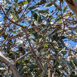 Pardalotus striatus at Lawson, ACT - 10 Aug 2024 11:42 AM