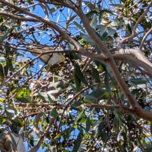 Pardalotus striatus at Lawson, ACT - 10 Aug 2024 11:42 AM