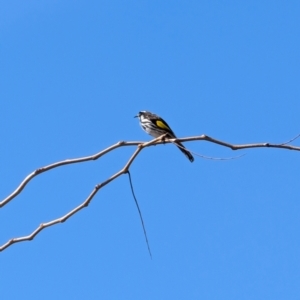 Phylidonyris novaehollandiae at Lawson, ACT - 10 Aug 2024 11:48 AM