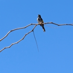 Phylidonyris novaehollandiae at Lawson, ACT - 10 Aug 2024 11:48 AM