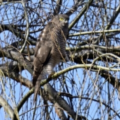 Tachyspiza fasciata (Brown Goshawk) at Melba, ACT - 10 Aug 2024 by Thurstan