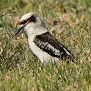 Dacelo novaeguineae at Melba, ACT - 10 Aug 2024 10:42 AM