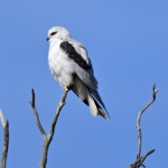 Elanus axillaris (Black-shouldered Kite) at Melba, ACT - 10 Aug 2024 by Thurstan