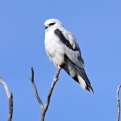 Elanus axillaris at Melba, ACT - 10 Aug 2024