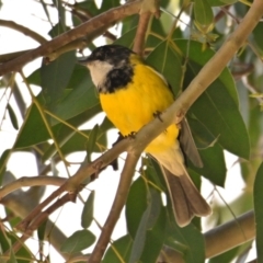 Pachycephala pectoralis (Golden Whistler) at Melba, ACT - 10 Aug 2024 by Thurstan