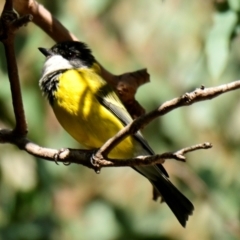 Pachycephala pectoralis at Melba, ACT - 10 Aug 2024